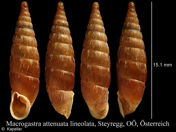 Macrogastra attenuata lineolata Macrogastra attenuata lineolata