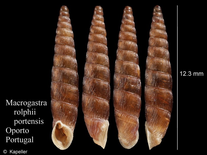 Macrogastra rolphii portensis