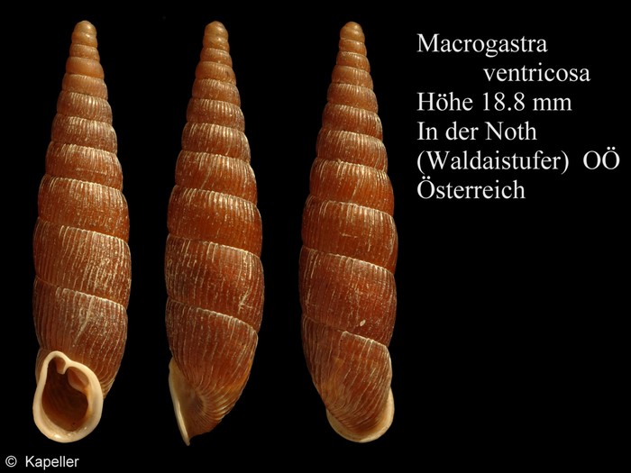 Macrogastra ventricosa