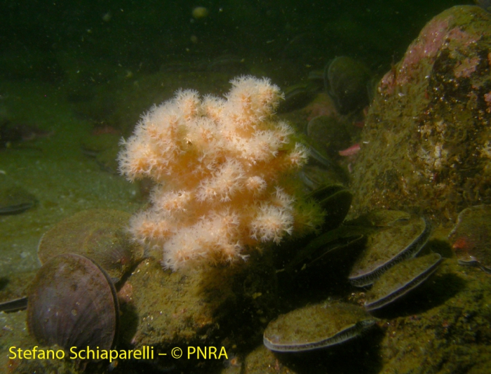 Alcyonium antarcticum 5 Alcyonium antarcticum 5