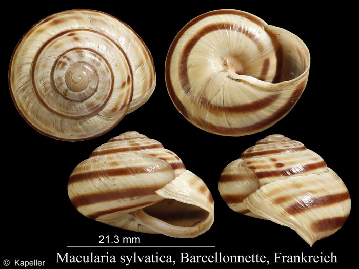 Macularia sylvatica Macularia sylvatica