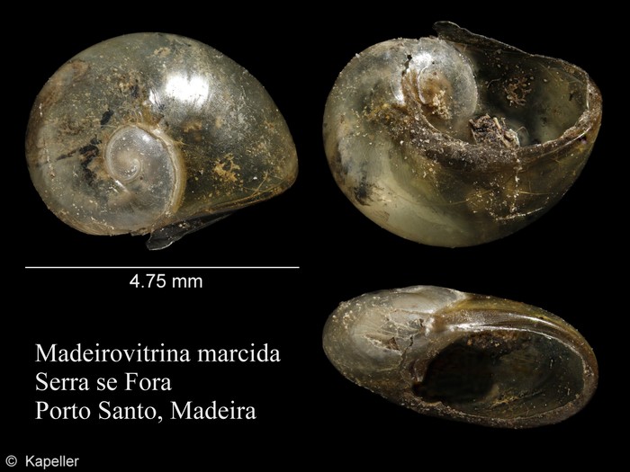 Madeirovitrina marcida Madeirovitrina marcida