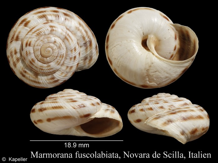 Marmorana fuscolabiata Marmorana fuscolabiata