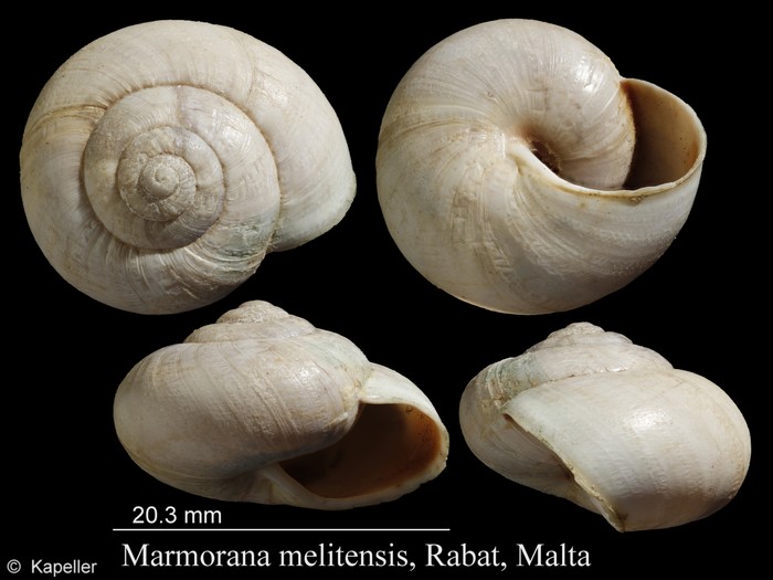 Marmorana melitensis