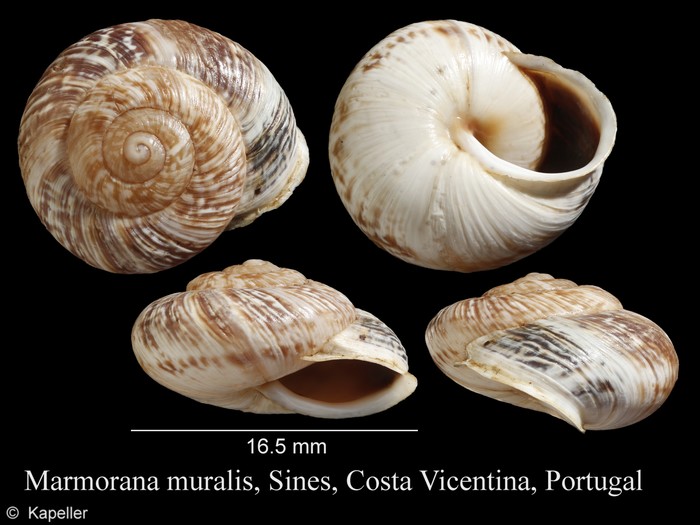 Marmorana muralis Marmorana muralis