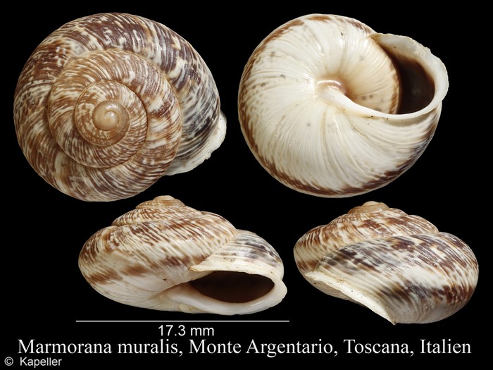 Marmorana muralis Marmorana muralis