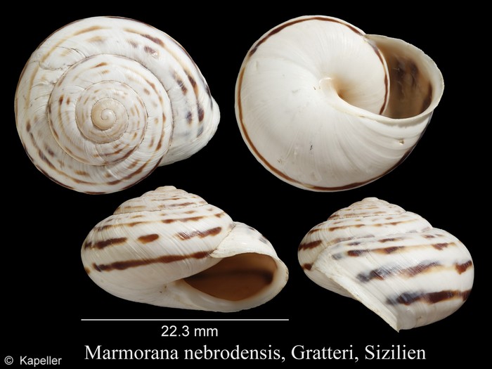 Marmorana nebrodensis