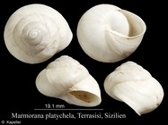 Marmorana platychela