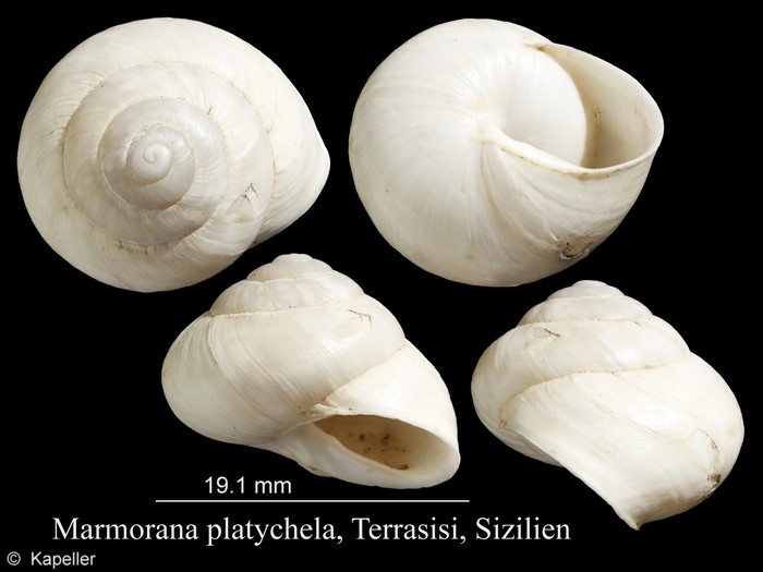 Marmorana platychela Marmorana platychela