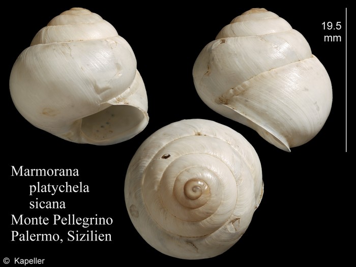 Marmorana platychela sicana Marmorana platychela sicana