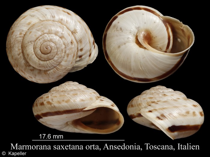 Marmorana saxetana