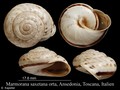 Mollusca (molluscs)