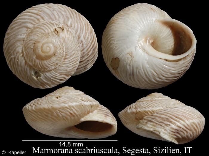 Marmorana scabriuscula Marmorana scabriuscula