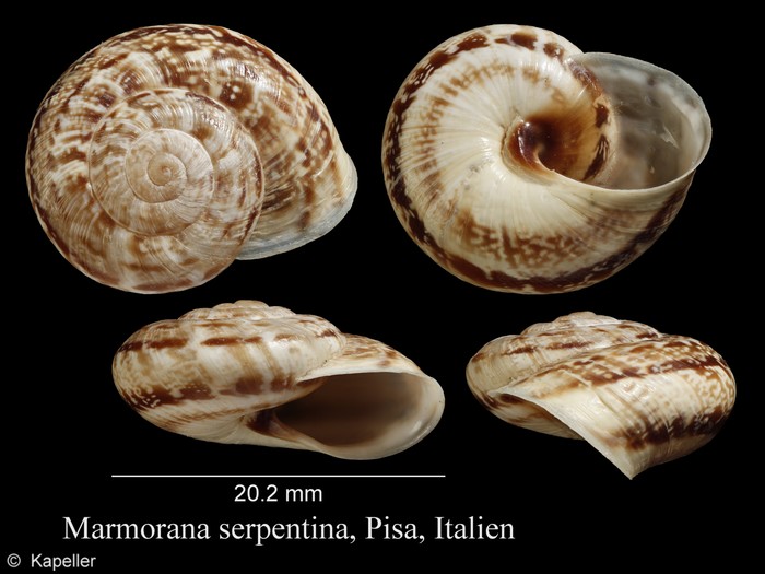 Marmorana serpentina