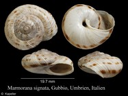 Marmorana signata