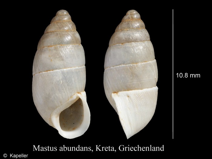 Mastus abundans Mastus abundans