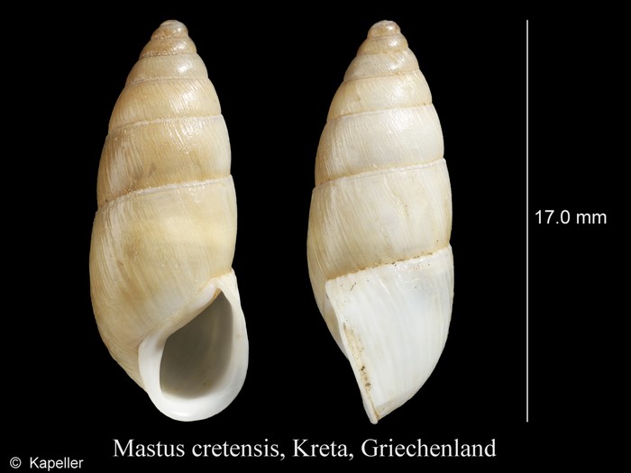 Mastus cretensis Mastus cretensis