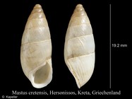 Mastus cretensis