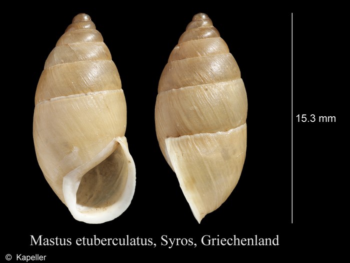 Mastus etuberculatus