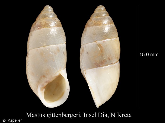 Mastus gittenbergeri Mastus gittenbergeri