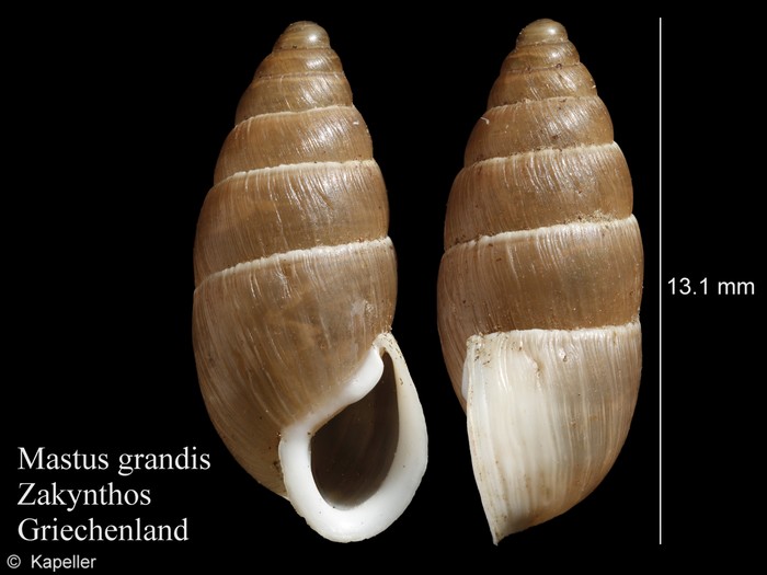 Mastus grandis Mastus grandis