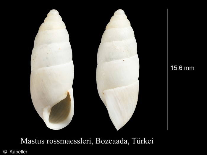 Mastus rossmaessleri