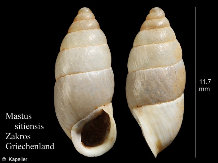 Mastus sitiensis Mastus sitiensis