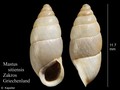 Mollusca (molluscs)