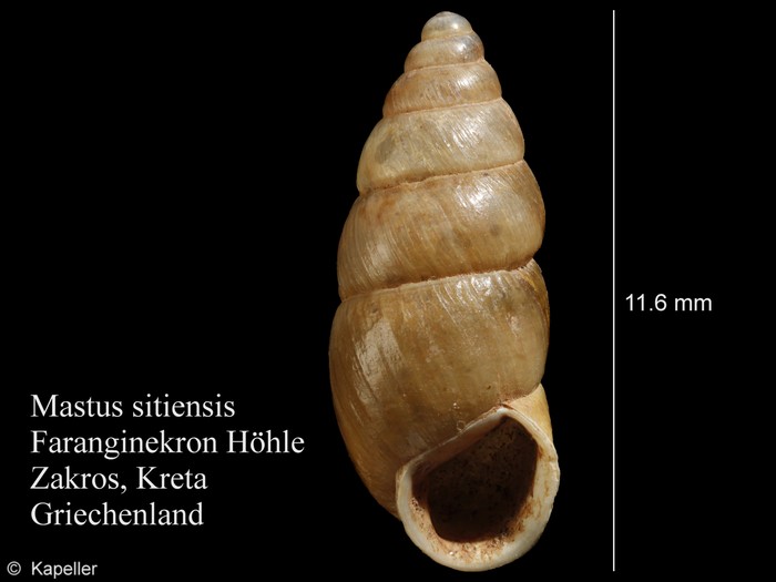 Mastus sitiensis