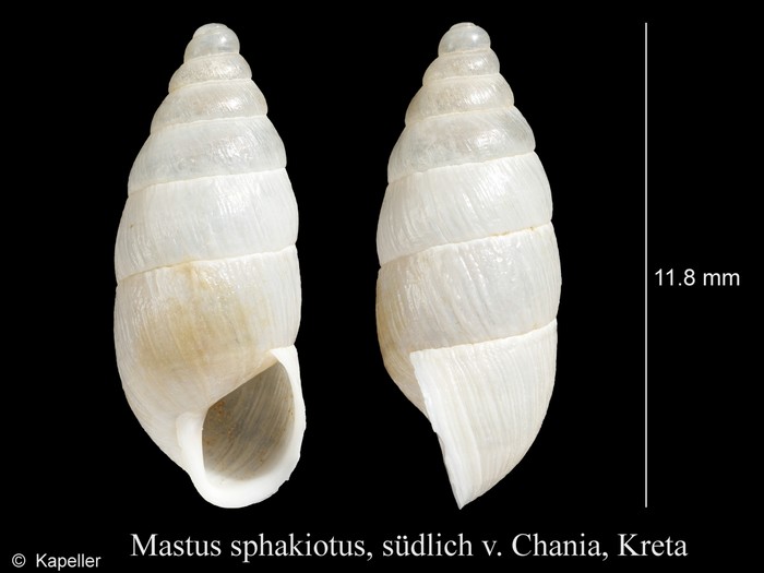 Mastus sphakiotus Mastus sphakiotus