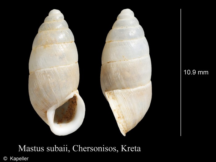 Mastus subaii Mastus subaii