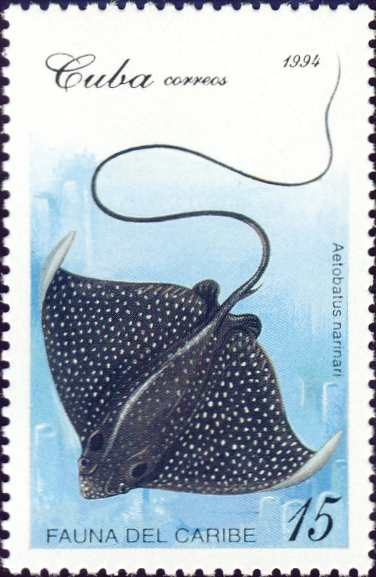 Aetobatus narinari Aetobatus narinari