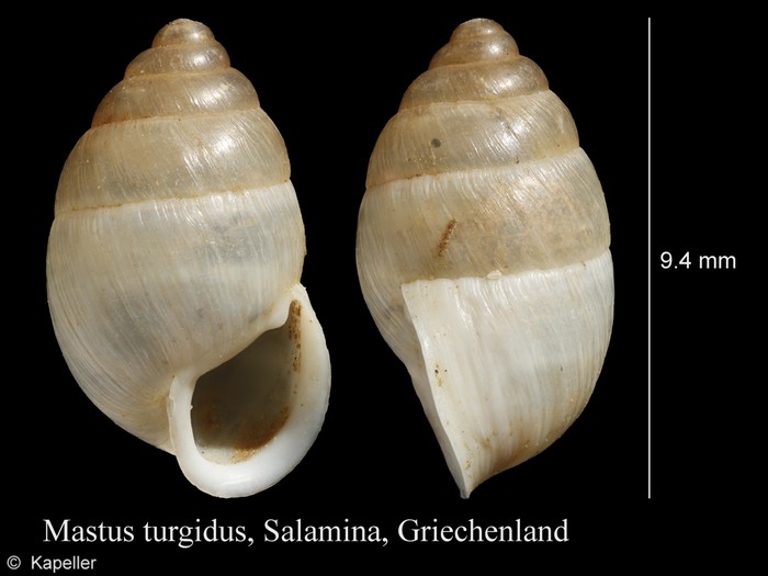 Mastus turgidus Mastus turgidus