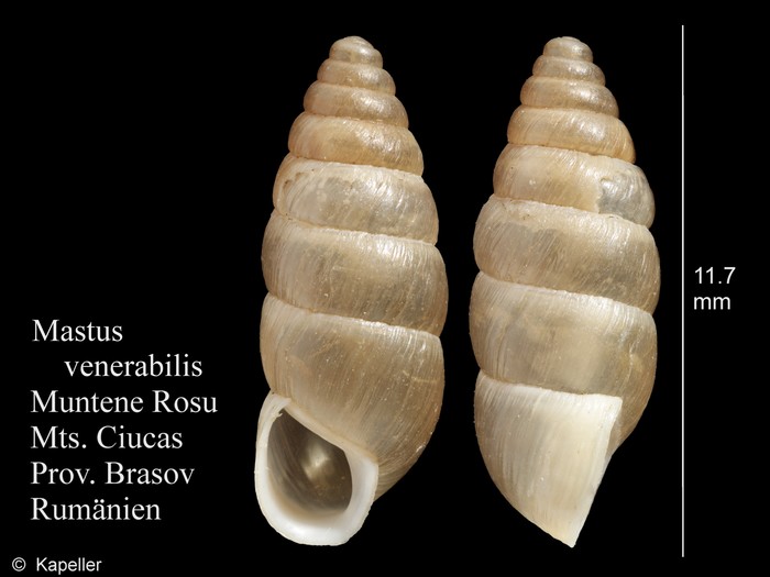 Mastus venerabilis