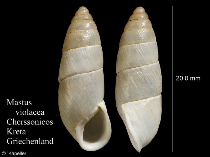 Mastus violaceus Mastus violaceus