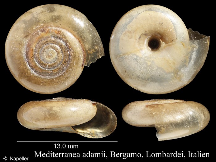 Mediterranea adamii Mediterranea adamii
