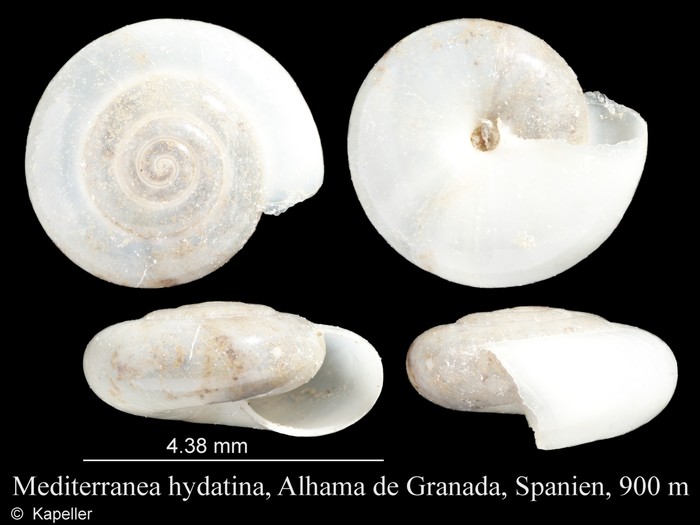 Mediterranea hydatina