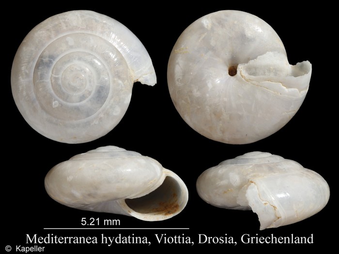 Mediterranea hydatina