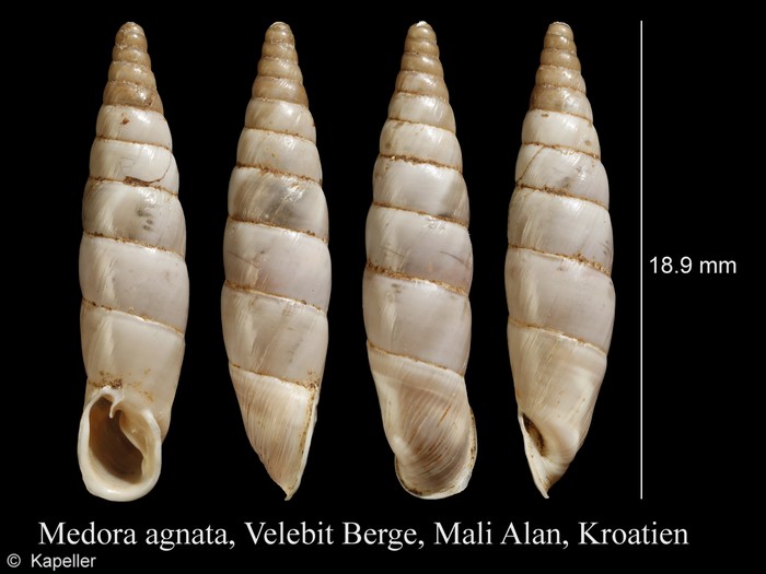 Medora agnata