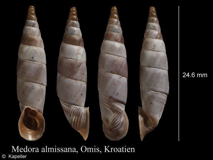 Medora almissana Medora almissana