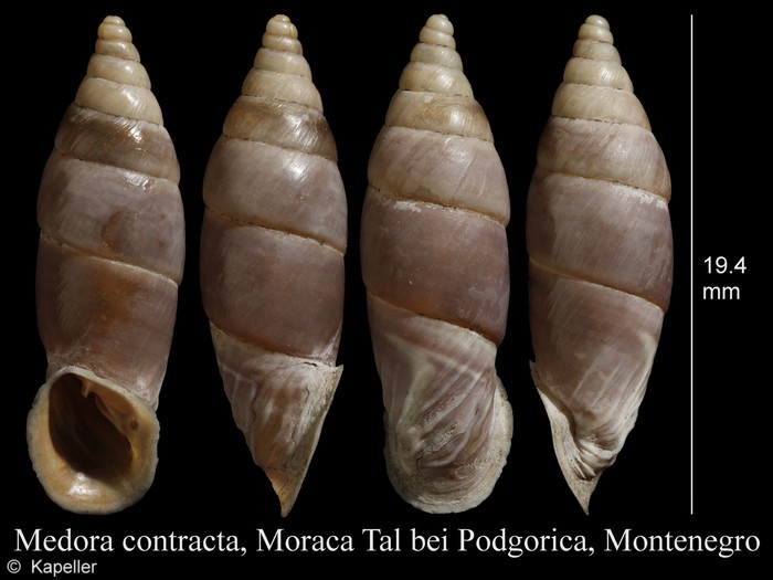 Medora contracta