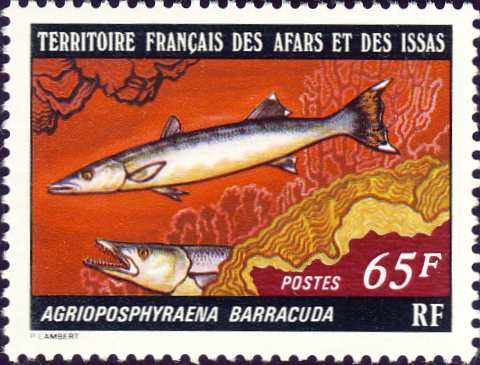 Agrioposphyraena barracuda Agrioposphyraena barracuda