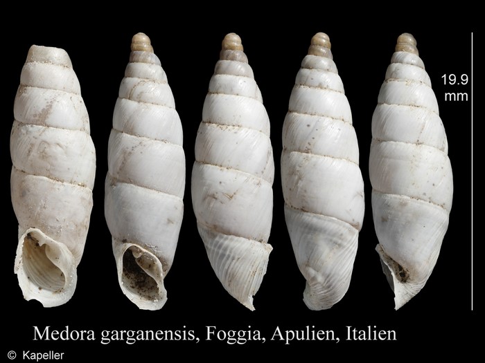 Medora garganensis Medora garganensis