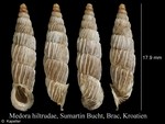 Medora hiltrudae