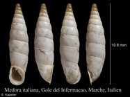 Medora italiana