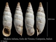 Medora italiana