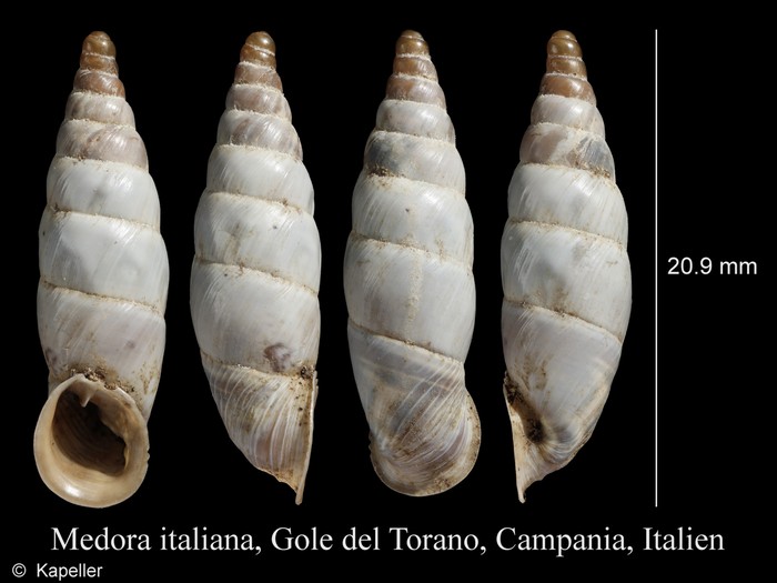 Medora italiana Medora italiana