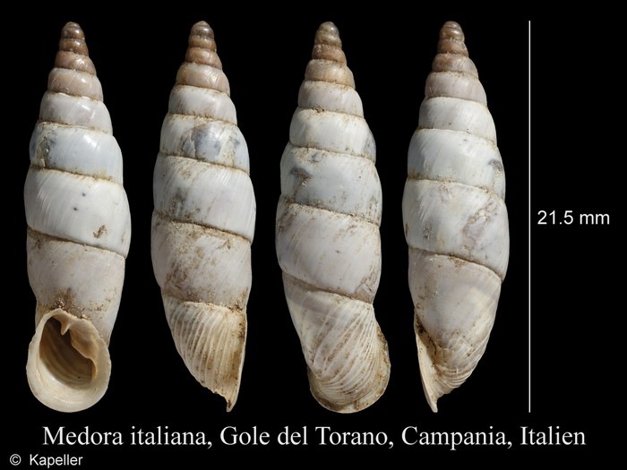 Medora italiana