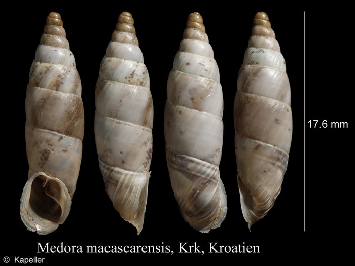 Medora macascarensis