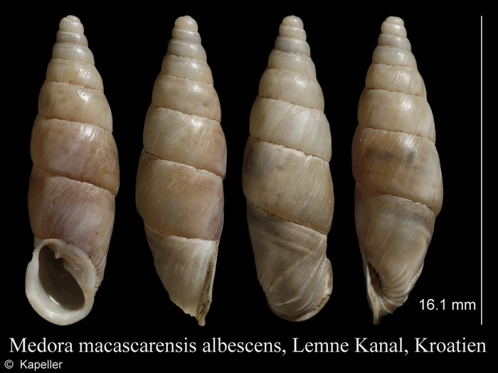 Medora macascarensis albescens